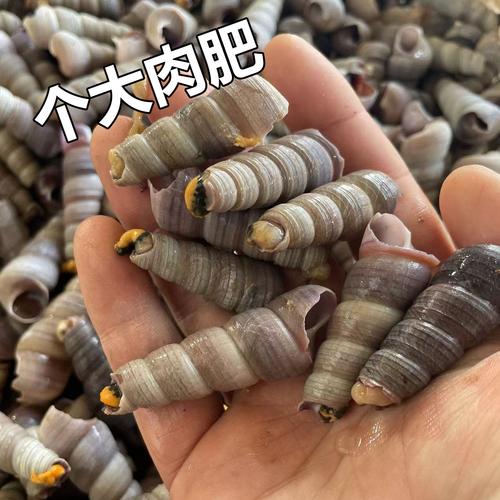 钉螺鲜活海鲜去尾海鲜水产新鲜钉螺鲜活海螺丝羊肉钉螺去尾钉螺